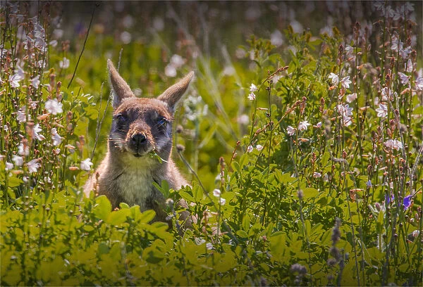 The Yellow footed Wallaby, an endangered species found in the Flinders Ranges national park, South Australia