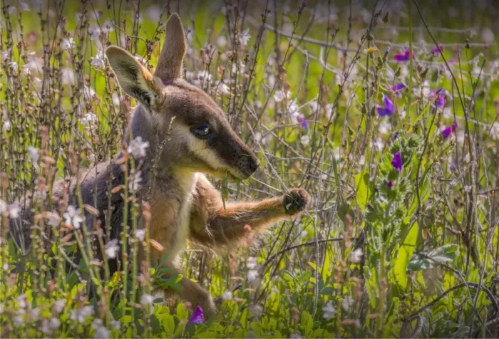 Framed Print : The Yellow footed Wallaby, an endangered species found in the Flinders Ranges national park, South Australia