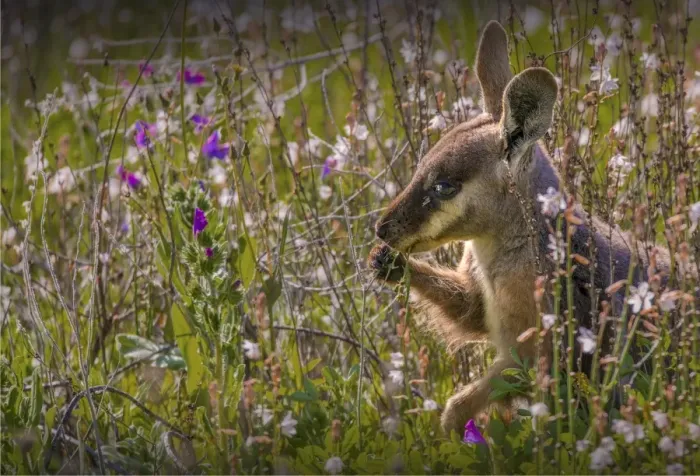 Framed Print : The Yellow footed Wallaby, an endangered species found in the Flinders Ranges national park, South Australia Framed Print : The Yellow footed Wallaby, an endangered species found in the Flinders Ranges national park, South Australia
