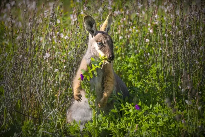 Framed Print : Yellow Footed Wallaby, Flinders Ranges, South Australia