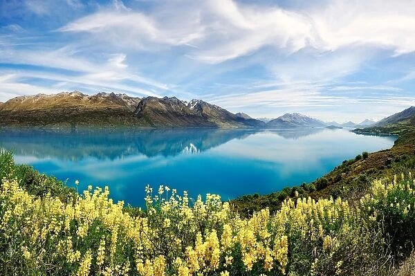 Yellow lupines of New Zealand