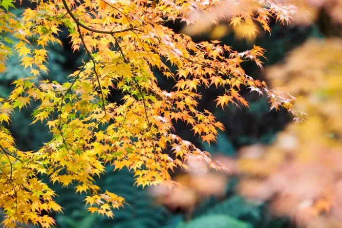 Framed Print : Yellow Maple