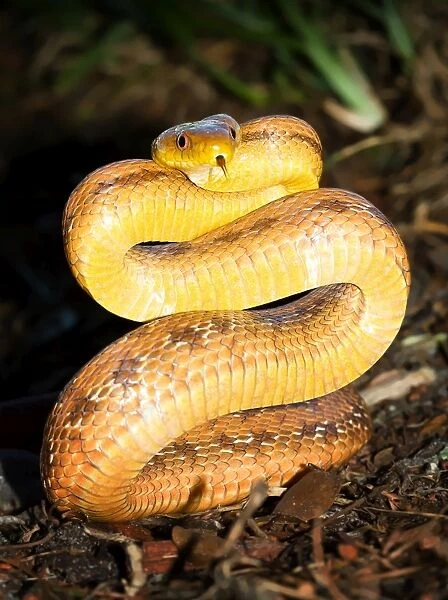Snake. Yellow ratsnake