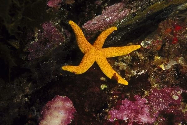 yellow seastar fromia polypora on reef kangaroo island, sa, aust