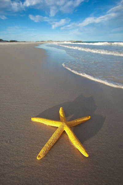 Yellow starfish on the beach