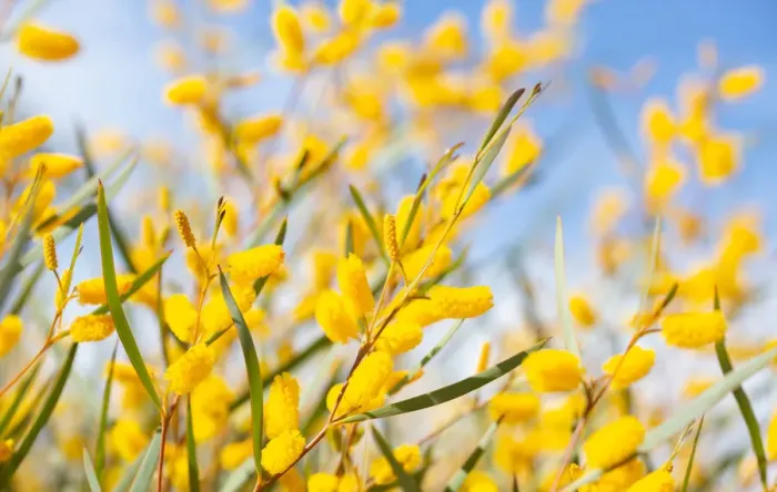 Framed Print : Yellow Wattle bush