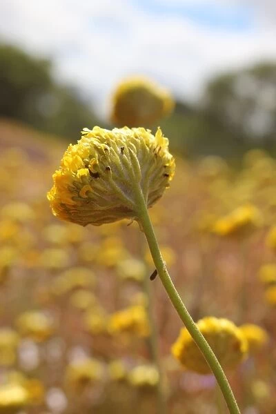 Yellow Wildflowers