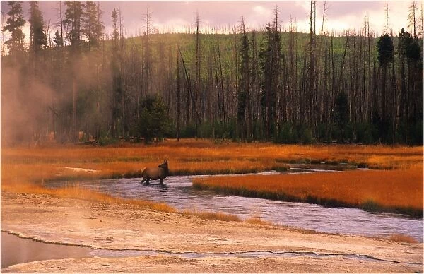Yellowstone National Park, Wyoming, United States