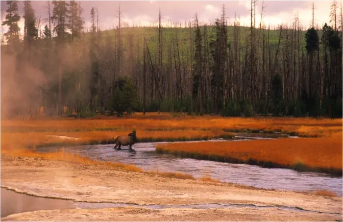 Framed Print : Yellowstone National Park, Wyoming, United States