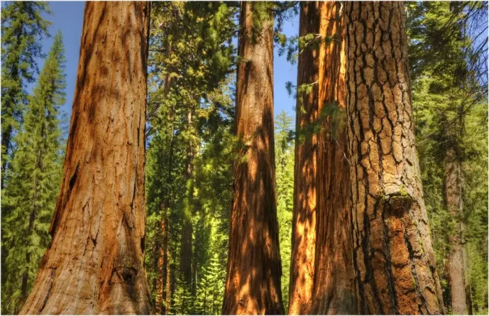 Framed Print : Yosemite National Park, California, western United States of America Framed Print : Yosemite National Park, California, western United States of America