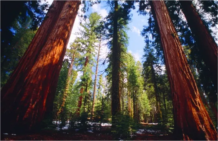 Framed Print : Yosemite National Park, California, western United States of America Framed Print : Yosemite National Park, California, western United States of America
