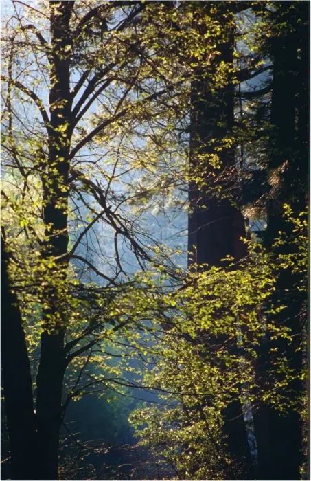 Framed Print : Yosemite National Park, California, western United States of America