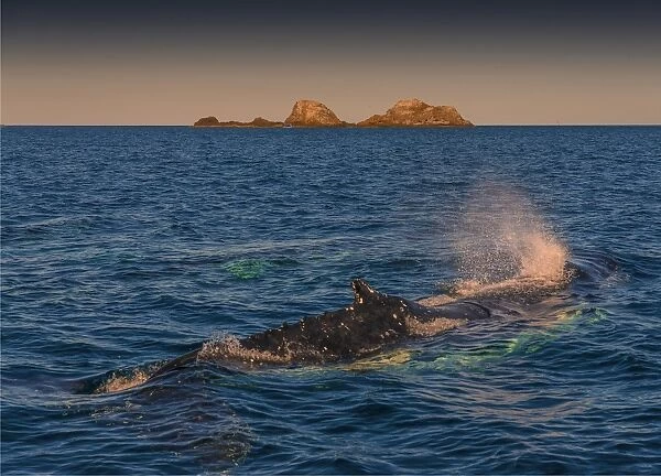 Young Adolescent male Humpback Whales off the coastline of New South Wales near Byron Bay, Australia
