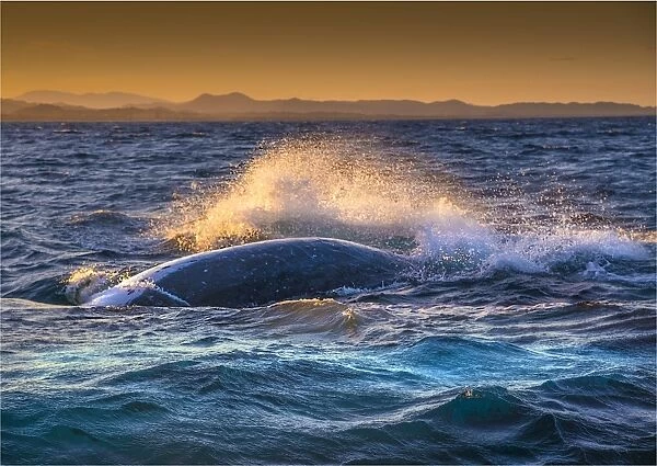 Young Adolescent male Humpback Whales off the coastline of New South Wales near Byron Bay, Australia