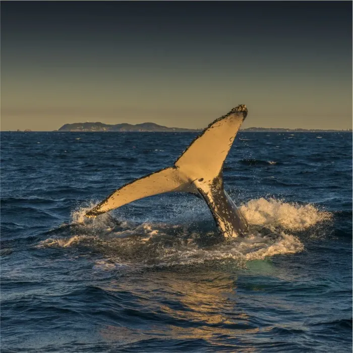 Framed Print : Young Adolescent male Humpback Whales off the coastline of New South Wales near