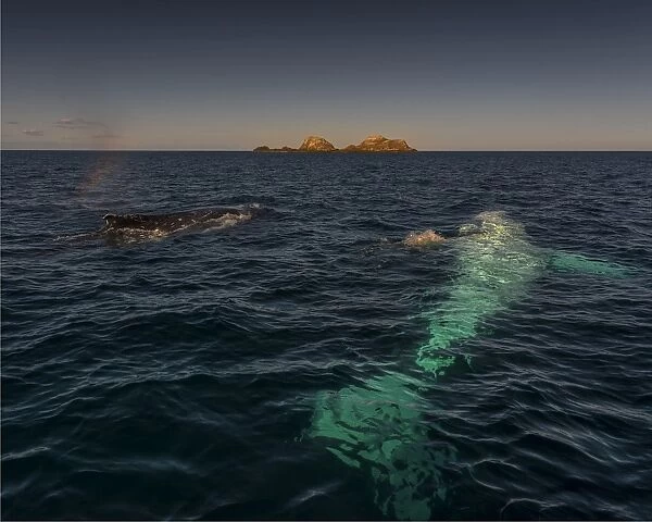 Young Adolescent males Humpback Whales off the coastline of New South Wales near Byron Bay, Australia