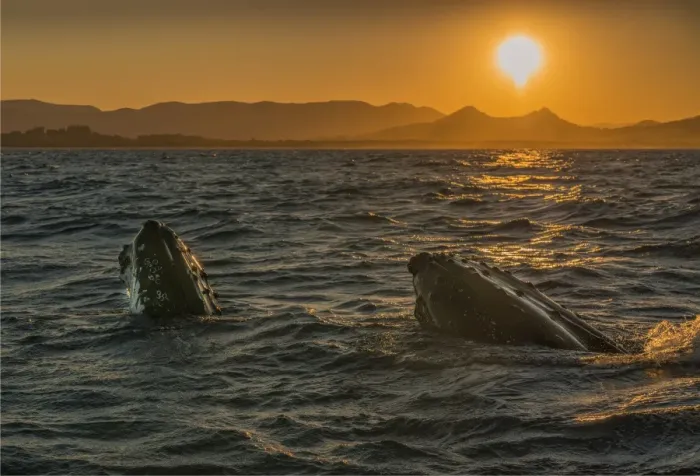 Framed Print : Young Adolescent males Humpback Whales off the coastline of New South Wales near Byron Bay, Australia