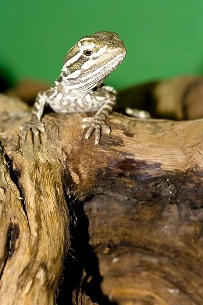 young bearded dragon