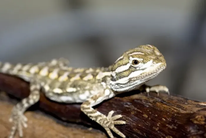 Framed Print : young bearded dragon