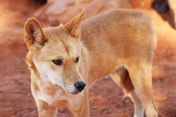 Dingo. A young dingo. Native Australian dog