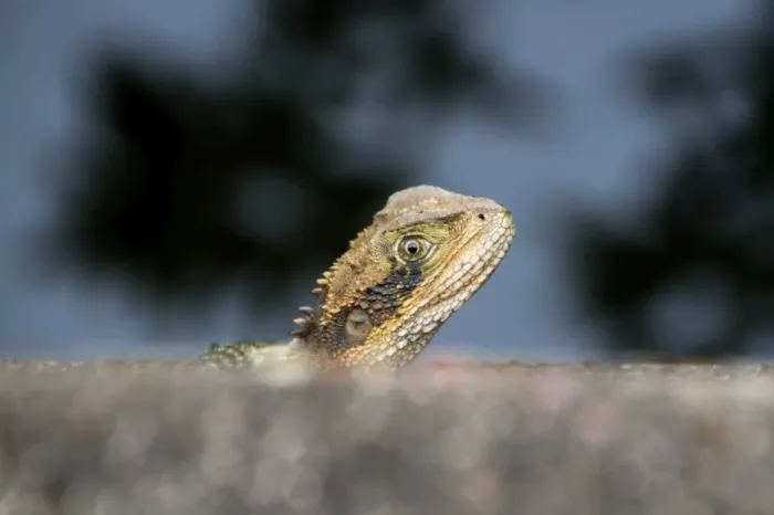 Framed Print : Young dragon