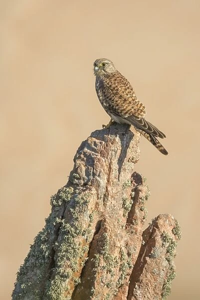 Young female common kestrel perched on rock