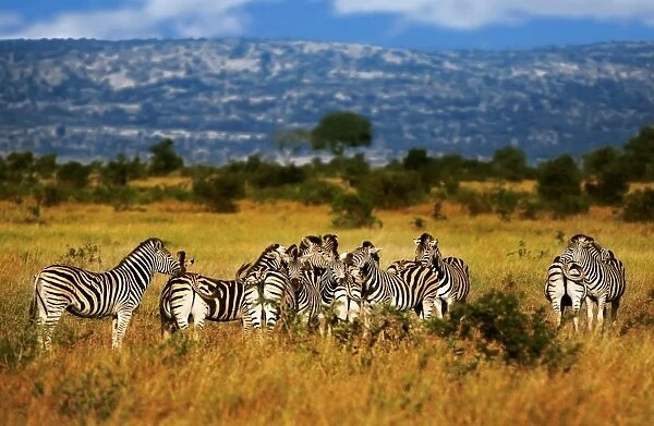 A Zeal of Burchells Zebras in Kruger National Park, South Africa