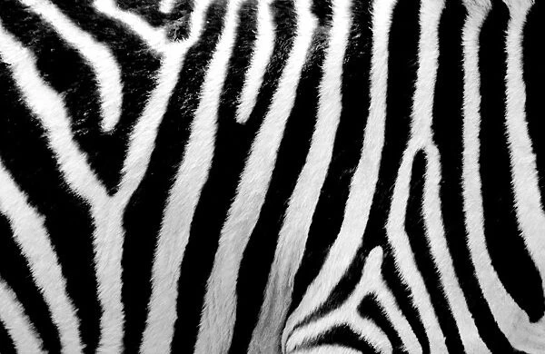 Zebra up close