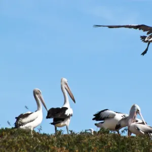 Birds Framed Print Collection: Pelican