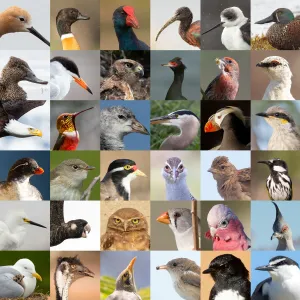 36 Birds