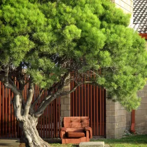 Abandoned Seat Print under Australian Tree