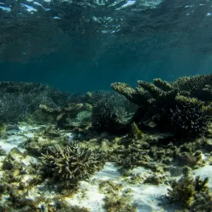 Abrohlos island reefs