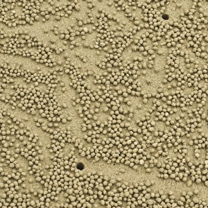Abstract image of beach crab balls