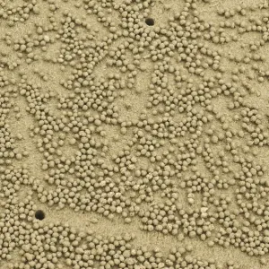 Abstract image of beach crab balls Abstract image of beach crab balls