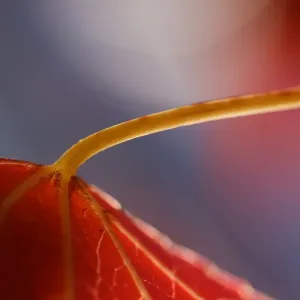 An abstract macro image of a maple leaf