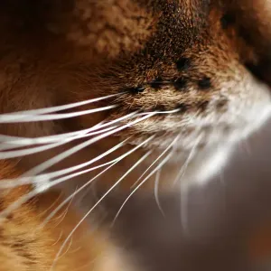 Abyssinian cats whiskers