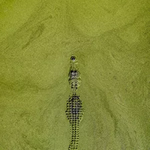 Aerial image of an alligator lurking in a swamp, United States of America