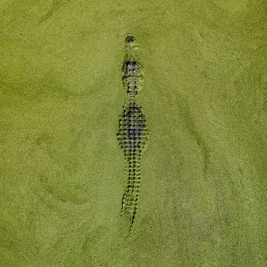 Aerial Alligator Print