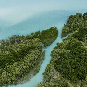 Aerial shot of tropical mangrove