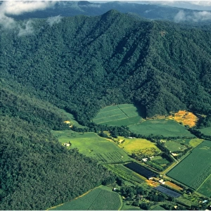 Aerial view of Cane-fields, Cairns district, north Queensland, Australia