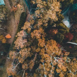 Aerial view of colourful trees with a lake in autumn, Victoria, Australia Aerial view of colourful trees with a lake in autumn, Victoria, Australia