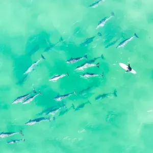 Aerial view of a Large pod of Dolphins with a surfer swimming in the ocean