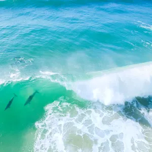 Aerial view of a pod of Dolphins swimming through a wave in the ocean