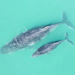 Aerial viewpoint of large Humpback whale and baby calf swimming in Blue ocean water Aerial viewpoint of large Humpback whale and baby calf swimming in Blue ocean water