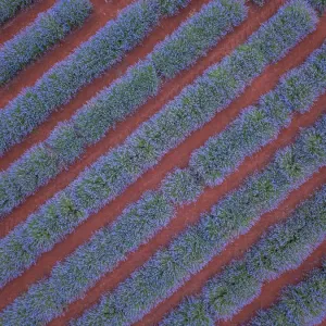 Aerial viewpoint of lavender fields and red dirt