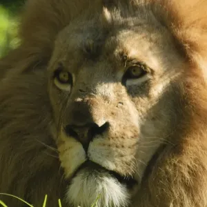 African Lion