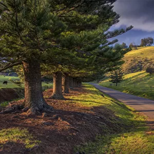 Afternoon light sweeps across the Arthur Vale valley, Norfolk Island