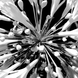 Agapantha Flower image taken from a different angle producing a more graphic