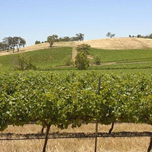 Agricultural fields, Clare Valley, South Australia
