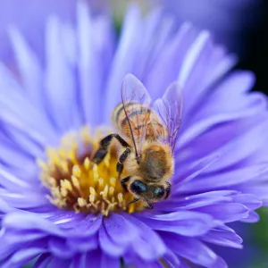 Ahhhh, Asters